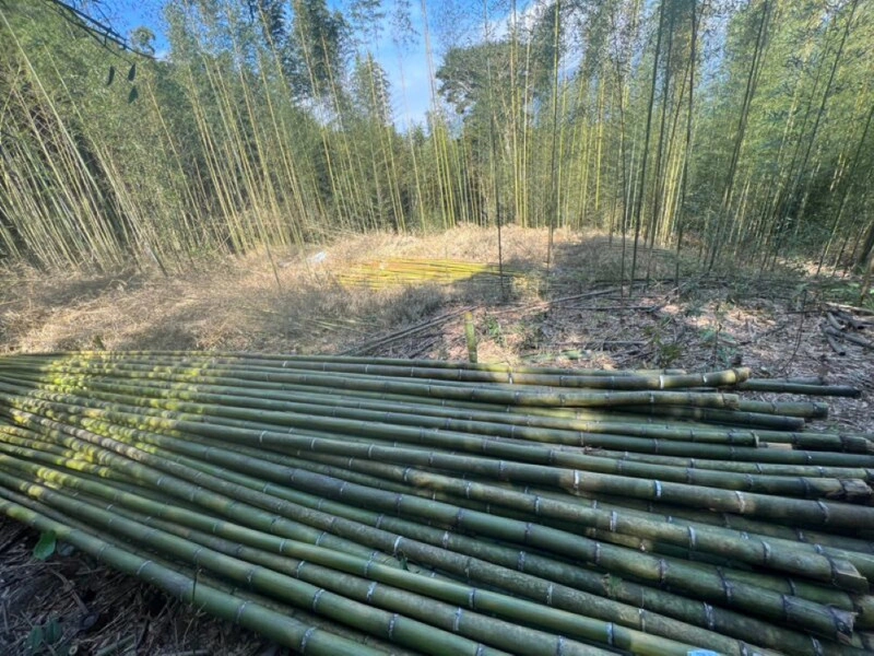 新版林產品溯源規範  納竹林產品