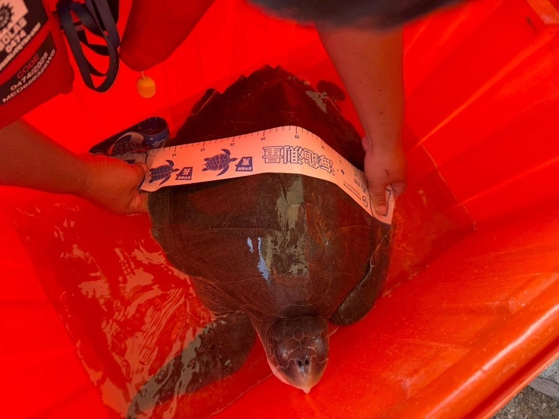 小琉球海龜遭漁網纏繞 專家籲減少廢棄物流入海洋