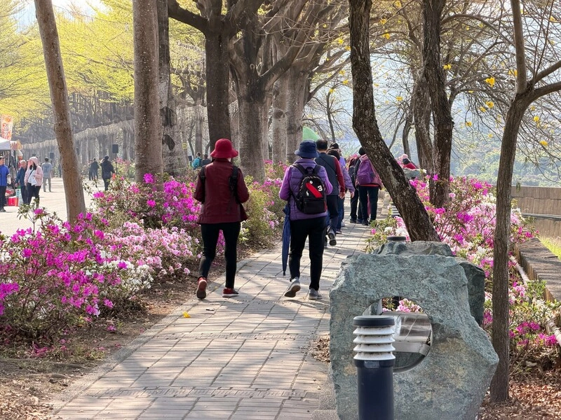 彰化木棉杜鵑齊放  多地推花季活動邀民眾共賞