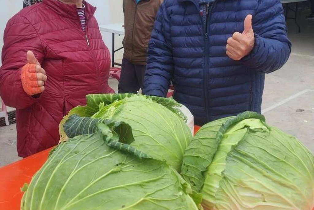 澎湖烏崁高麗菜王賽　83歲菜農種出單顆逾22斤奪冠