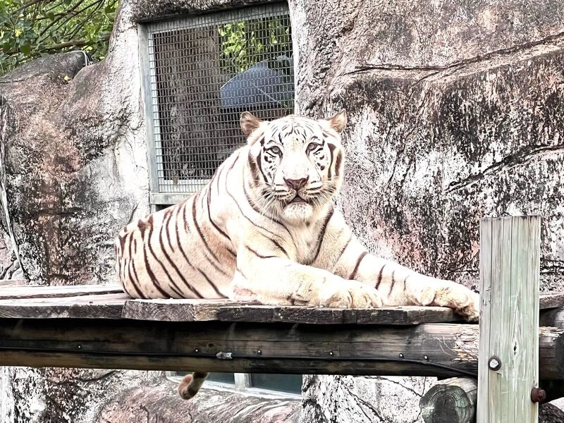 高雄壽山動物園白老虎「昭海」　高齡19歲離世