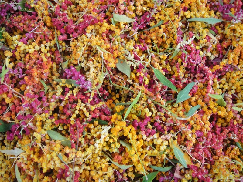 中山大學建立台灣藜首套國際生長編碼