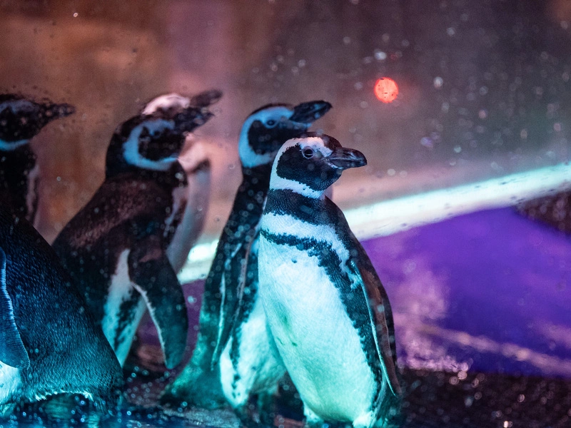 台中海洋館企鵝年終大體檢（2）