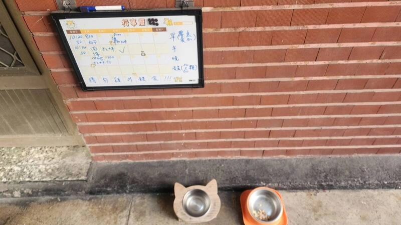 高雄市刑大收留浪貓「黑豹」  成正義精神象徵