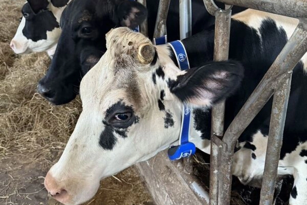 竹縣乳牛場導入智農科技　自動擠乳、智能項圈效益佳