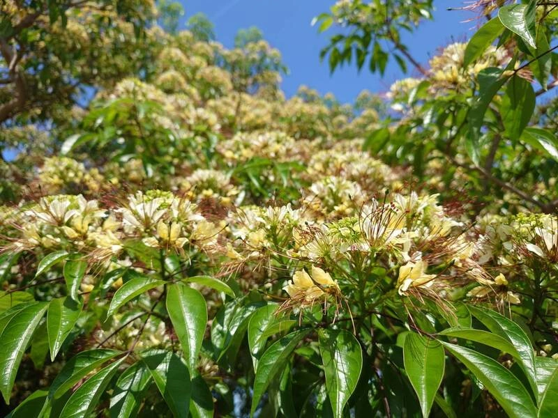 雪管處攜手企業修復生態　打造汶水原生植物園區
