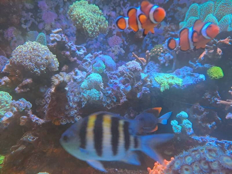 小丑魚為熱門觀賞魚種　孵化幼魚要留意兩件事