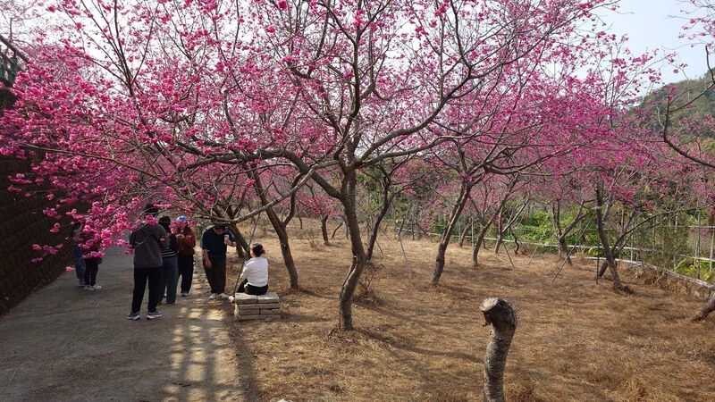 嘉縣半天岩私人八重櫻園綻放　自由參訪帶動觀光