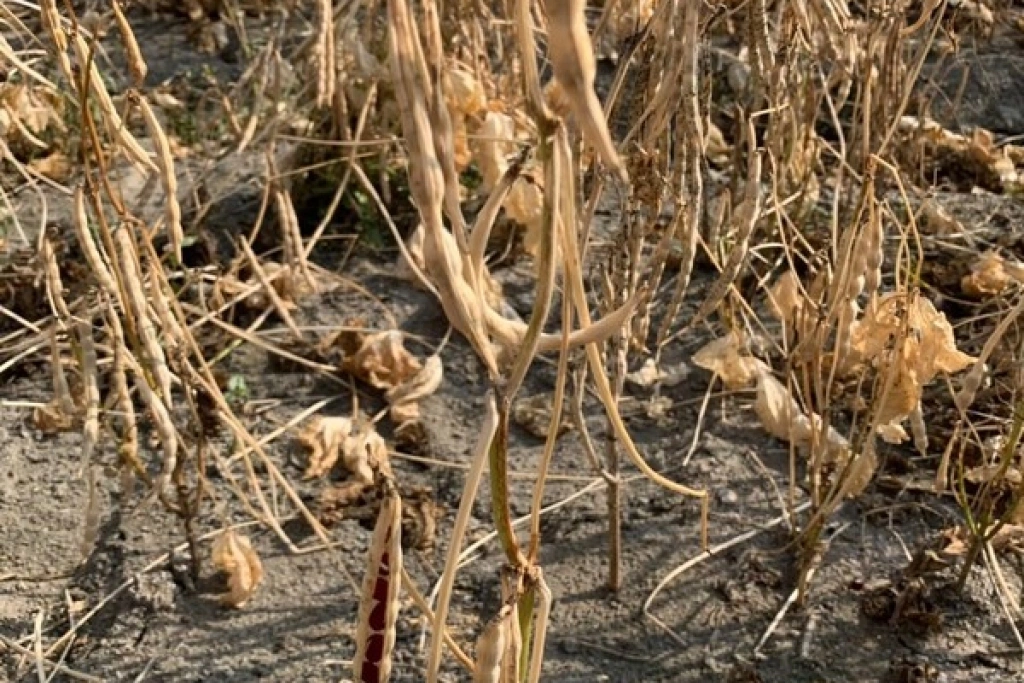 紅豆價格下滑　屏縣府與藍綠立委籲啟動調節