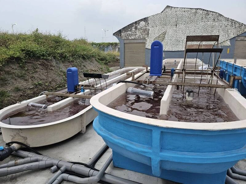 海門冬減甲烷排放但耗電　水試所新技術省電9成