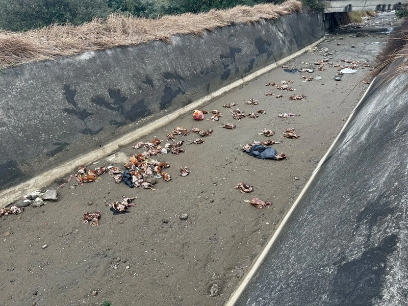 苗栗後龍棄置雞屍檢出H5N1　源頭疑來自台中養禽場