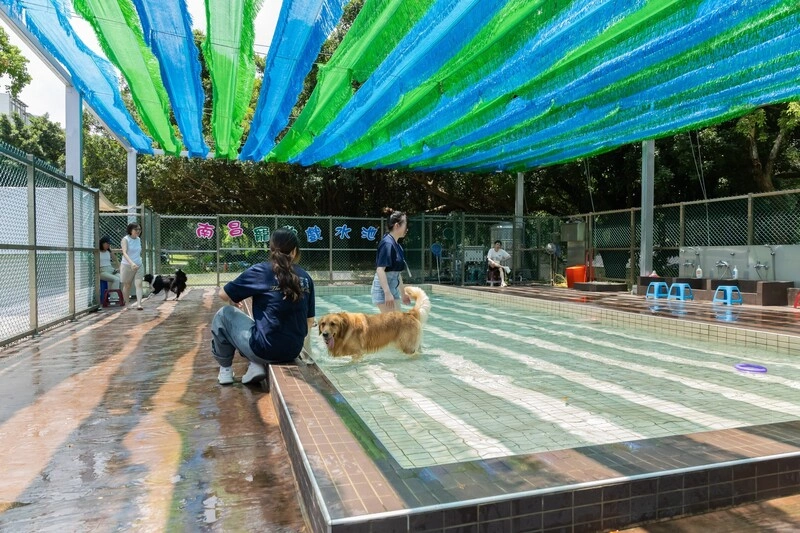 竹市規劃狗狗戲水池　納高齡犬水中復健功能