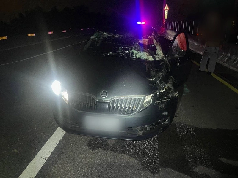 馬匹走上台61線苗栗段遭撞死