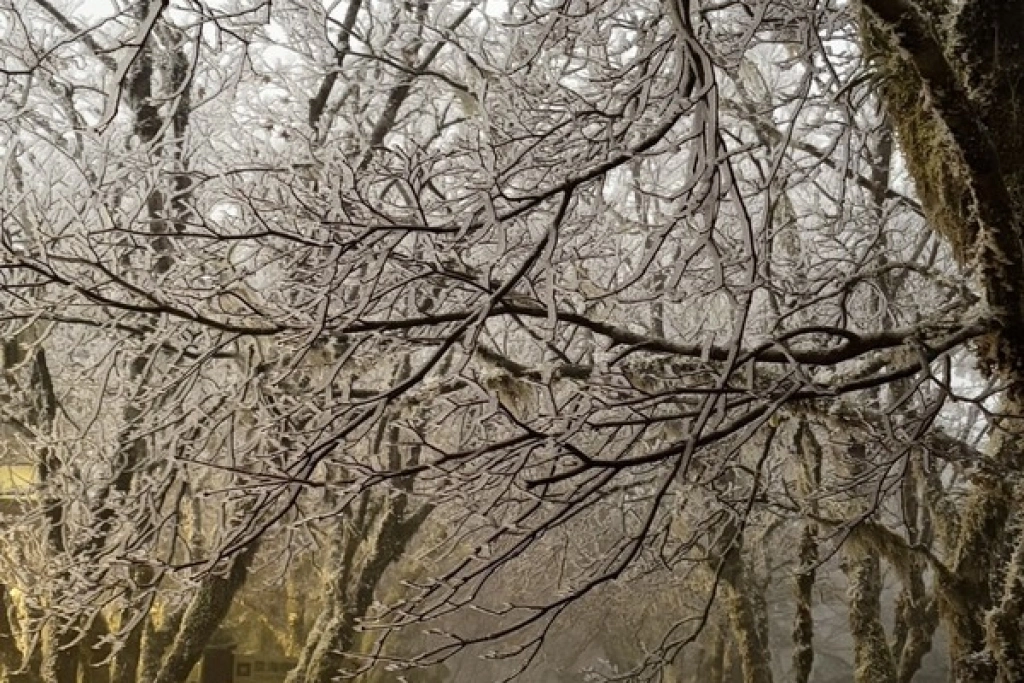 冷氣團發威　宜蘭太平山樹枝結滿霧淞