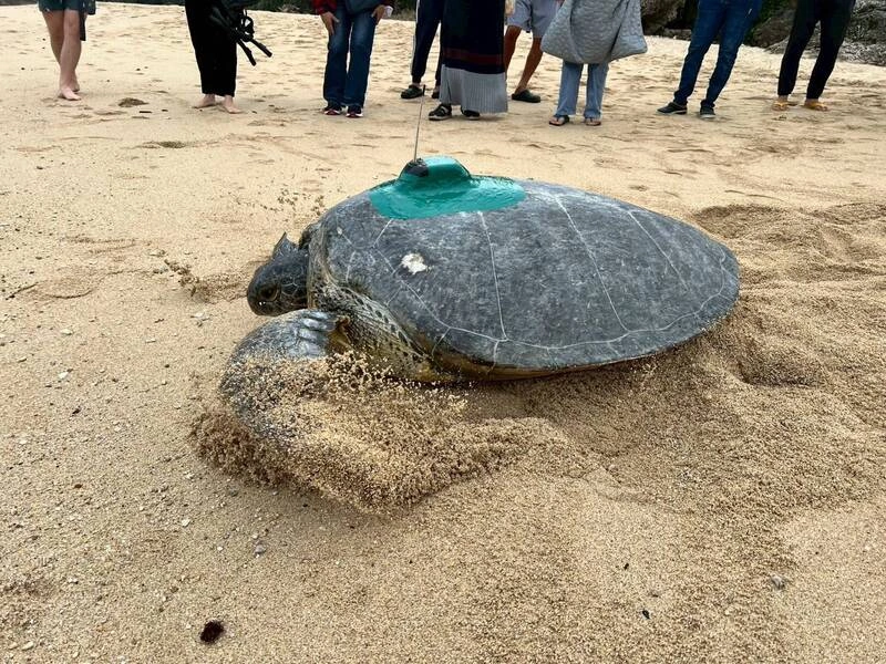 疑海溫上升延長繁殖時序 小琉球海龜冬季返回產卵