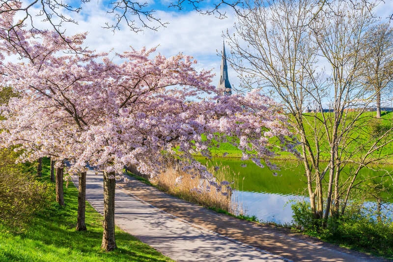 旅遊業者分析花季出遊人數顯著提升
