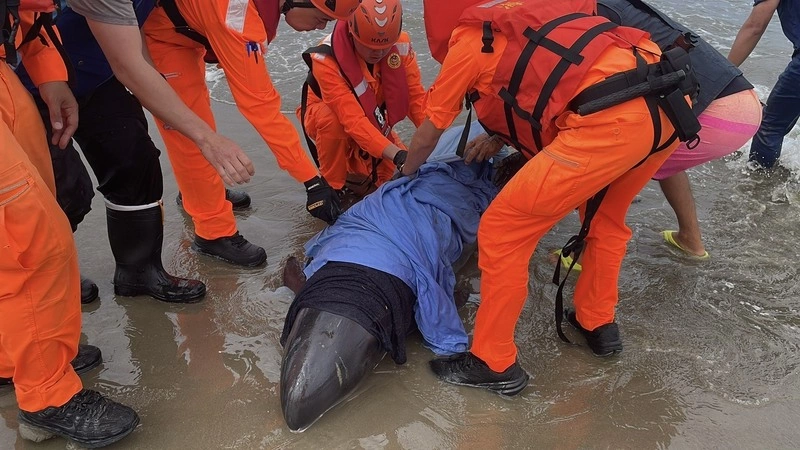 屏東11隻小虎鯨擱淺7隻生還  海巡搶救管制現場