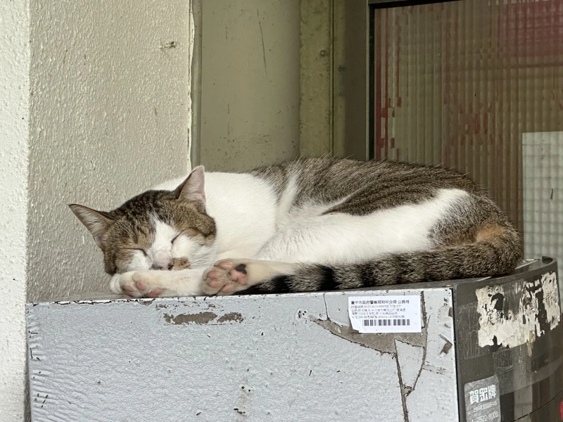 台中警所貓咪幫滅蛇捕鼠（1）