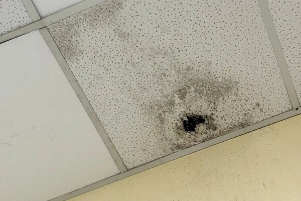 食藥署稽查校園團膳　1業者多項缺失挨罰12萬