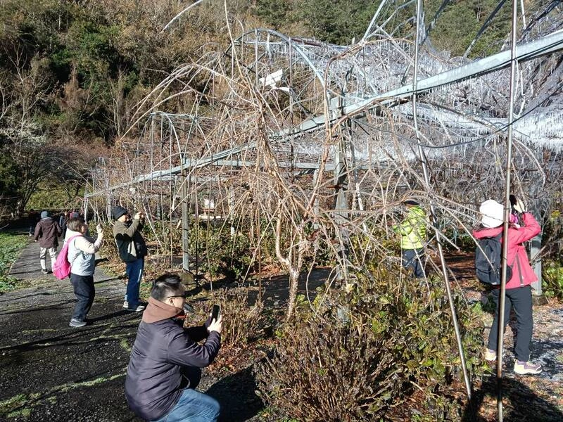 武陵農場低溫藤花園冰晶簾再現　遊客搶拍照