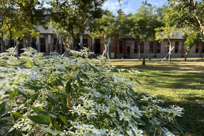 台南山上花園水道博物館白雪木盛開