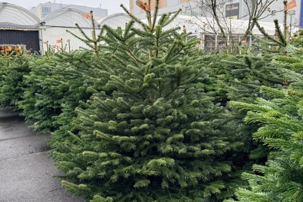 德國園藝賣場諾德曼冷杉受歡迎