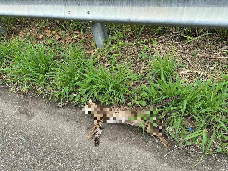 和美交流道堤防便道　發現石虎遭路殺