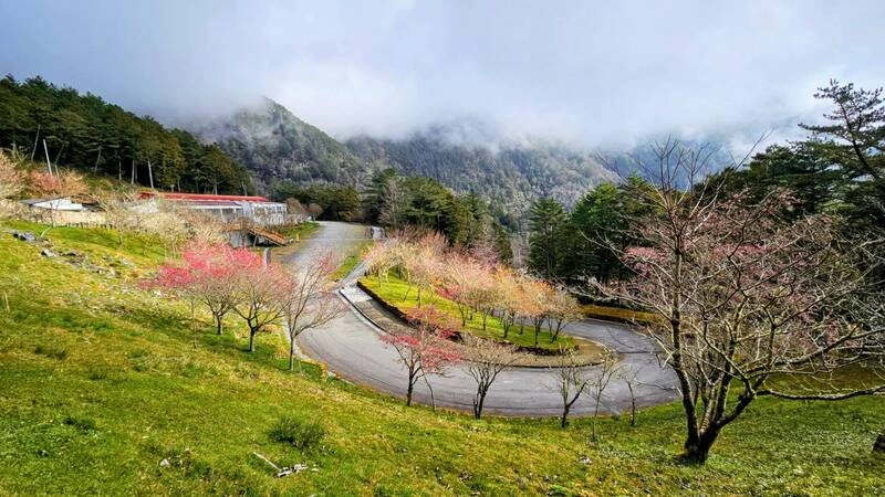 台東嘉明湖和知本森林遊樂區　春節期間遊客回升