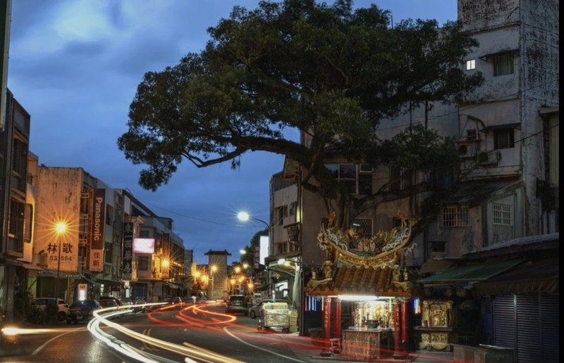 花蓮富里鄉百年榕樹最後身影