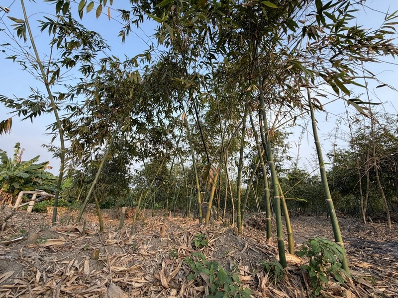 屏東海豐為竹筍重要產地