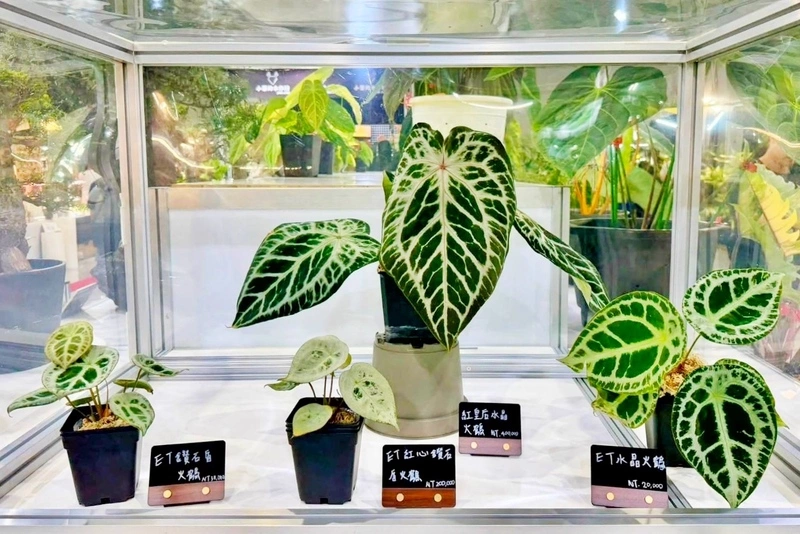 亞洲植物博覽會落幕　桃園8青創品牌6好農展成果