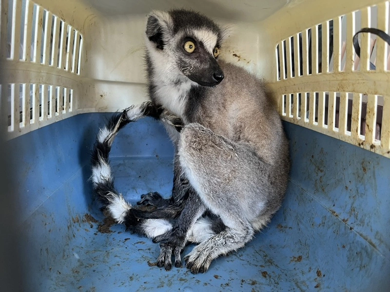 新北救出5環尾狐猴　飼主涉買賣保育動物送辦
