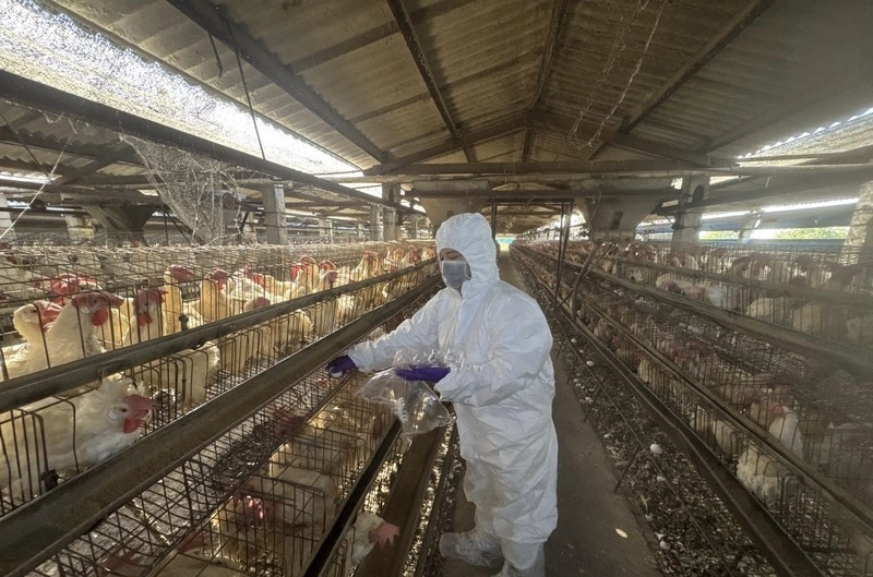 彰化啟動芬普尼監測　首梯次15場蛋雞場未檢出