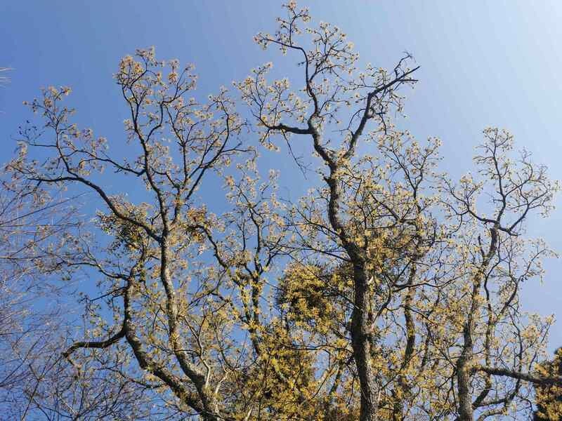 春遊觀霧賞花趣　「霧社櫻王」花開近8成