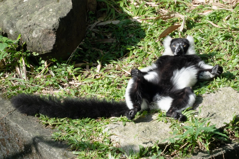 北市動物園化身日光浴場　白頸狐猴「大」字躺