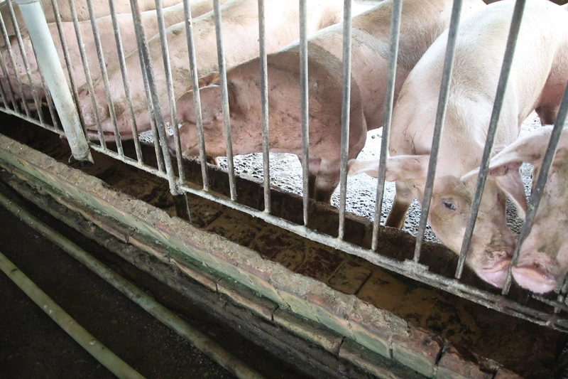 強化防疫韌性　民國116年起全面禁廚餘養豬