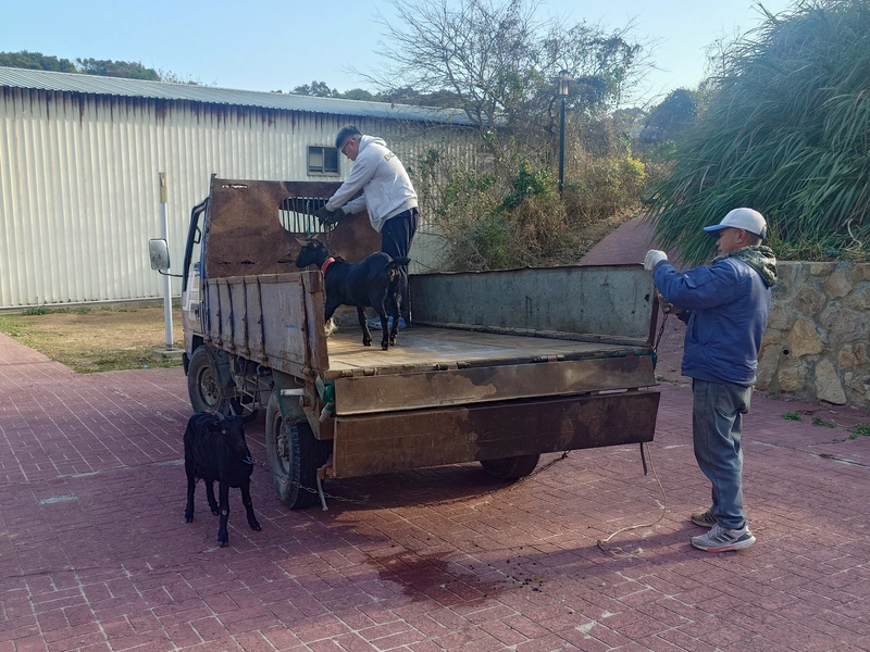 連江首度標售無主羊　6隻以2萬1200元售出