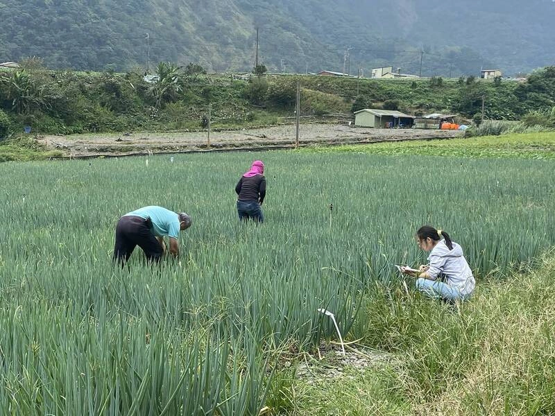 搶救宜蘭三星蔥  移地保種見成效