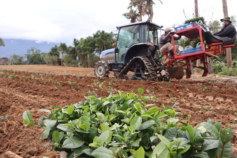 茶飲藍海　林和春以機械結合數位化提升茶產業