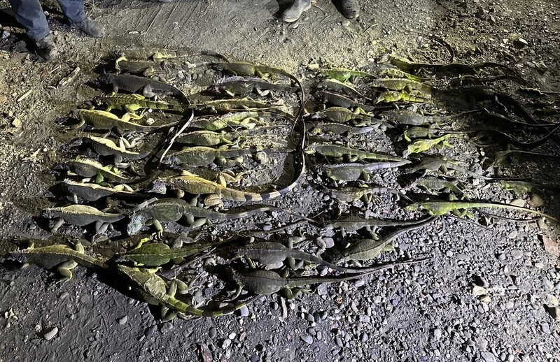 屏東綠鬣蜥114年迄今已移除逾11萬隻