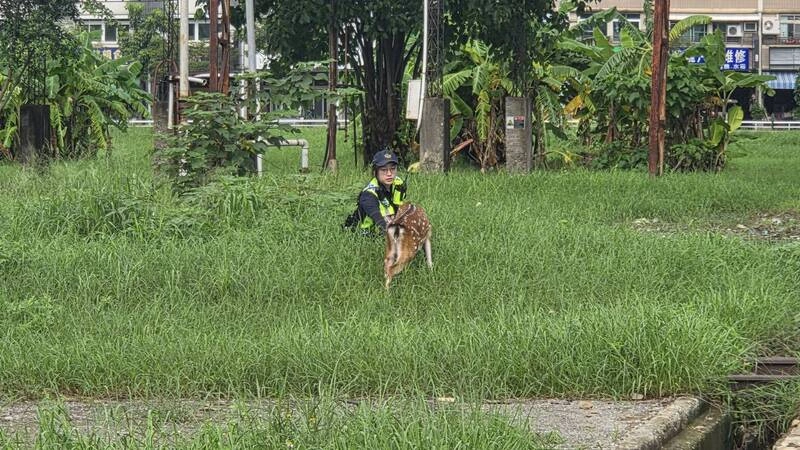 梅花鹿夜遊高雄街頭　警會同飼主誘捕幸未釀事故