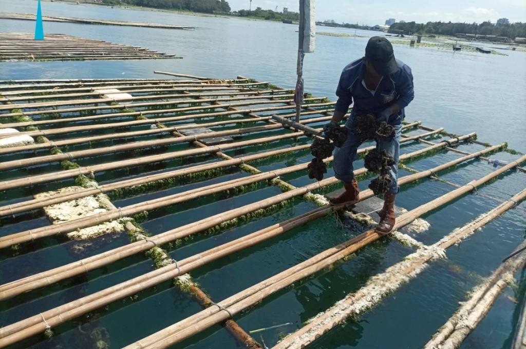 守護在地牡蠣產業！臺南市強化養殖監測，永續管理與技術升級雙軌並行，提升「臺南蚵」品牌價值