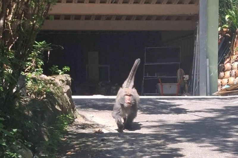 桃園龜山獼猴頻襲居民　農業局派員勘查將評估誘捕