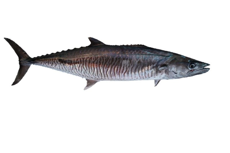 水試所以土魠魚耳石掌握洄游行為