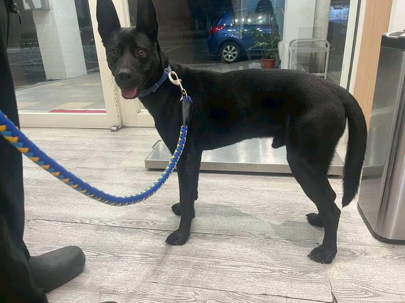 飼主不滿遭家犬咬傷氣憤毆狗　中市府介入調查