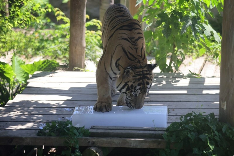 高雄壽山動物園迎接暑假　12歲以下免費入園