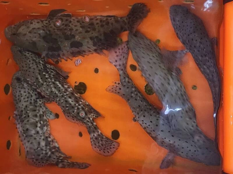 澎湖漁民退潮垂釣大豐收