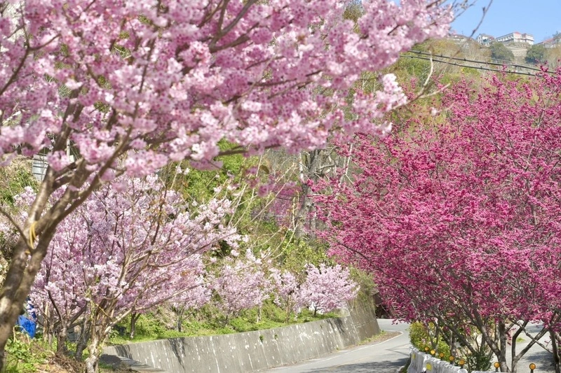 北橫櫻花陸續綻放　桃園市府推出散步地圖引領賞花