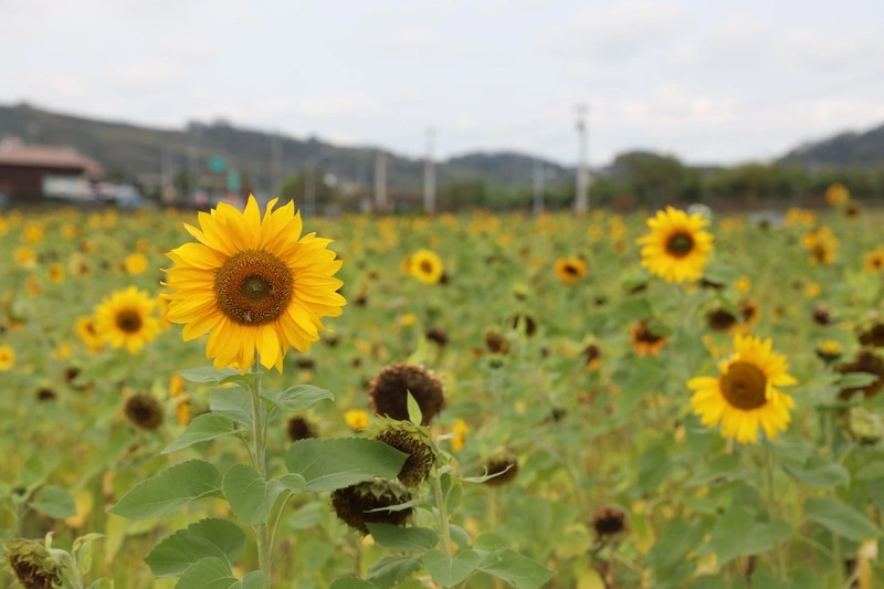 冬季綠肥作物向日葵花海
