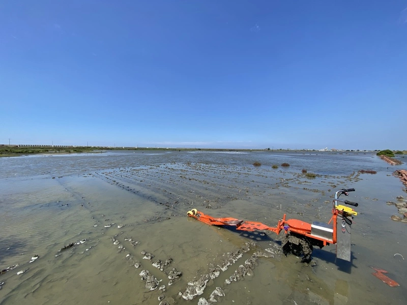 台灣1/3海草床消失　無性繁殖之外更待播種復育